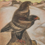 Gaston SUISSE (1896-1988) - Couple d'aigles bateleurs. 1930.